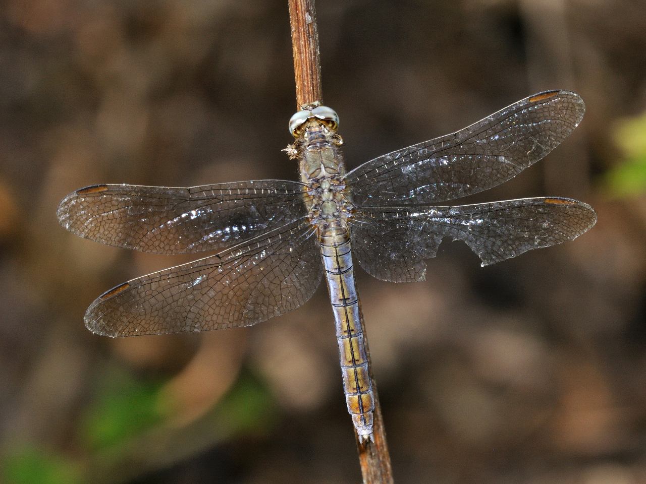 ID Odonata N.1